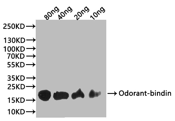 Odorant-binding Antibody