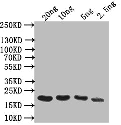 Odorant-binding Antibody