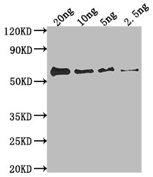 fimH Antibody