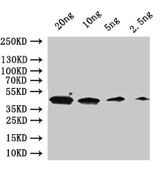 GPA1 Antibody