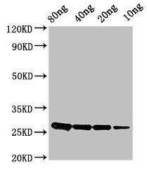 ptsH Antibody