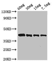 Arginine esterase Antibody