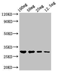 hupB Antibody