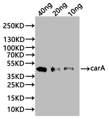 carA Antibody