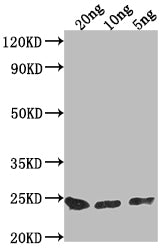 PNCC Antibody