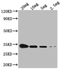 CSPG Antibody