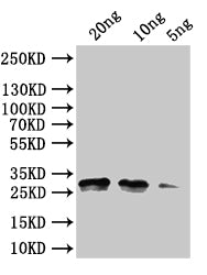 rng Antibody