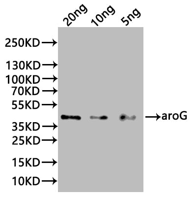 aroG Antibody