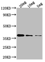 GLMU Antibody