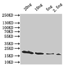 hupA Antibody