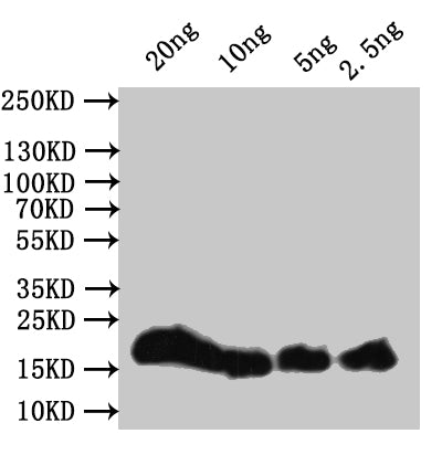 hupB Antibody