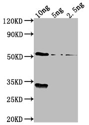 OXYR Antibody