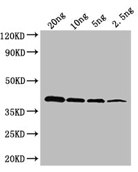 oxyR Antibody