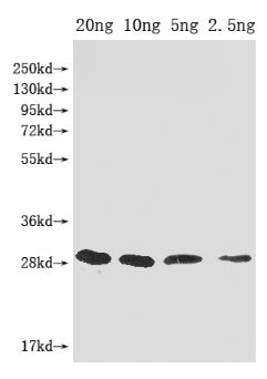 mazF Antibody