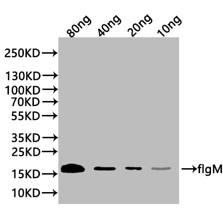 flgM Antibody