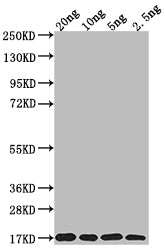 MURJ Antibody