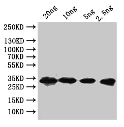 nusG Antibody