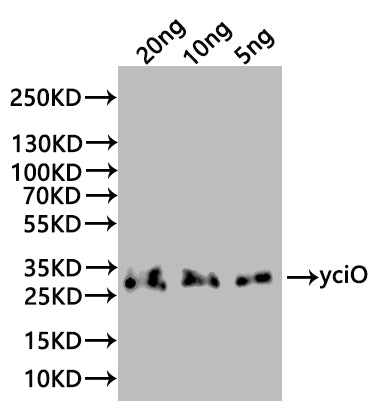 yciO Antibody