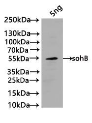 sohB Antibody