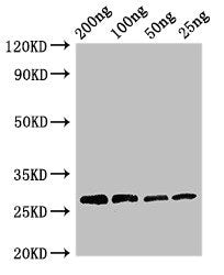 Papain Antibody