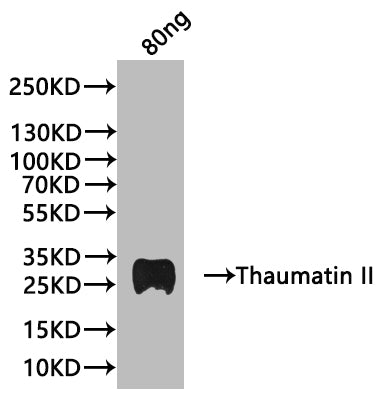 Thaumatin II Antibody