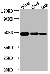OMPF Antibody