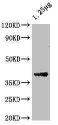 OMPF Antibody