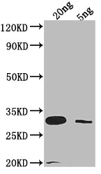 LAMB Antibody