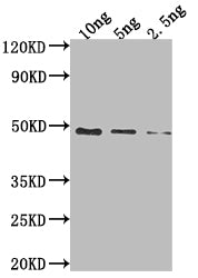 DBP Antibody