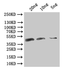 VACWR106 Antibody