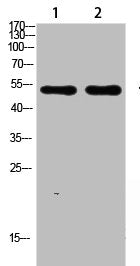 ASIC1 Antibody