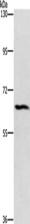 CERKL Antibody