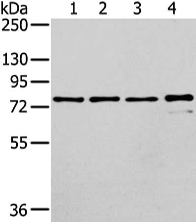 GHR Antibody