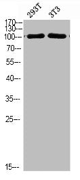 PIK3C3 Antibody