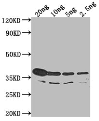 btuB Antibody