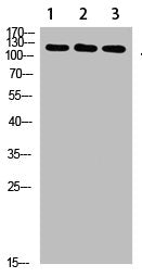 SREBF1 Antibody