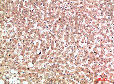 EPG5 Antibody