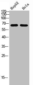 NOP56 Antibody