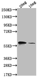 omp38 Antibody
