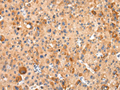 AQP7 Antibody