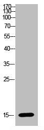 Histone H2A.Z Antibody