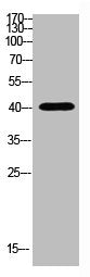 HLA-A Antibody