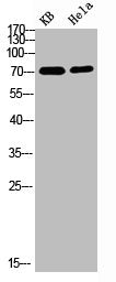 Phospho-PRC1 (Thr481) Antibody