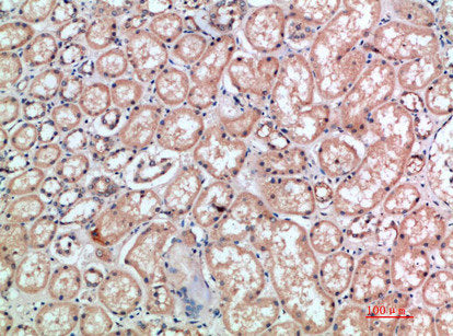 CD300E Antibody