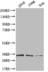 G Antibody