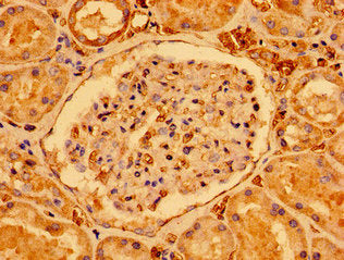 SDHAF1 Antibody
