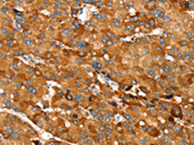 RNF14 Antibody