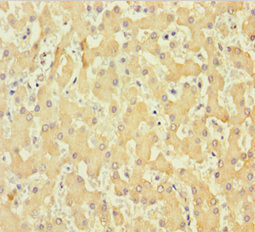 COL6A6 Antibody