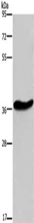 GPR78 Antibody