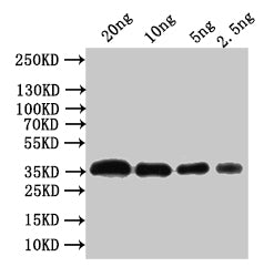 Outer capsid glycoprotein VP7 Antibody